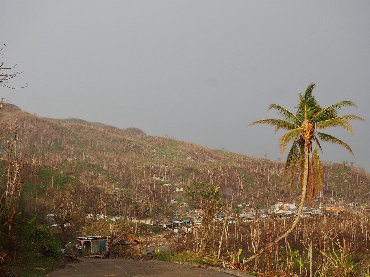 As Hurricane Matthew moved through Haiti, winds were strong enough to tear apart vegetation.jpg